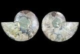 Cut & Polished Ammonite Fossil - Agatized #88391-1